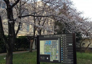 大幸キャンパスの桜